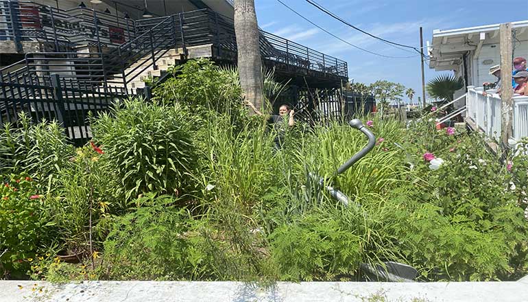 rain garden